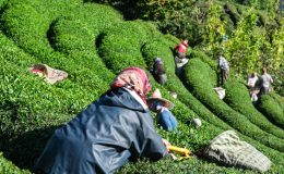 Rize’den yaş çay alım fiyatına tepki: 25 lira bu milletin hakkıdır