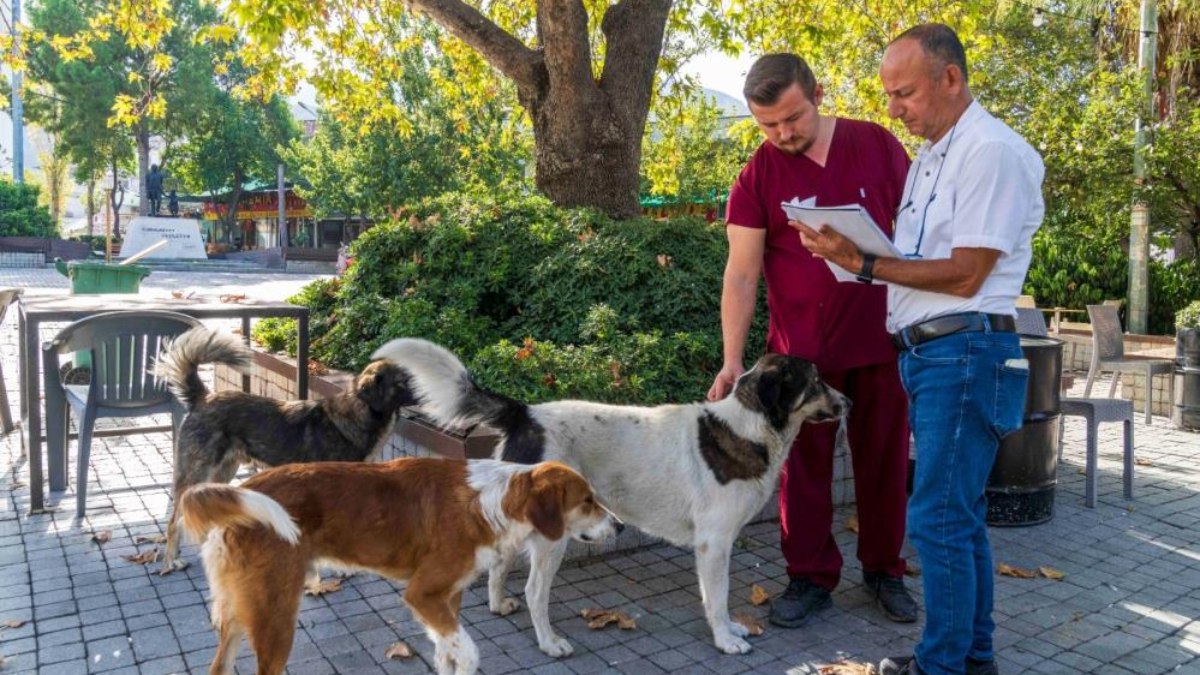 İzmir’de sahipsiz köpeklerin sayımına başlandı